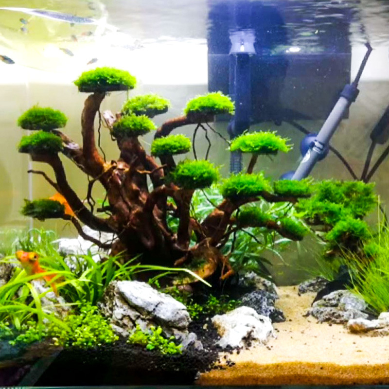 Aquarium Driftwood - ต้นไม้ประดับตู้ปลา ตกแต่งด้วยมอส โครงไม้ลอยน้ำ รากโรโดเดนดรอน ของตกแต่งตู้ปลา