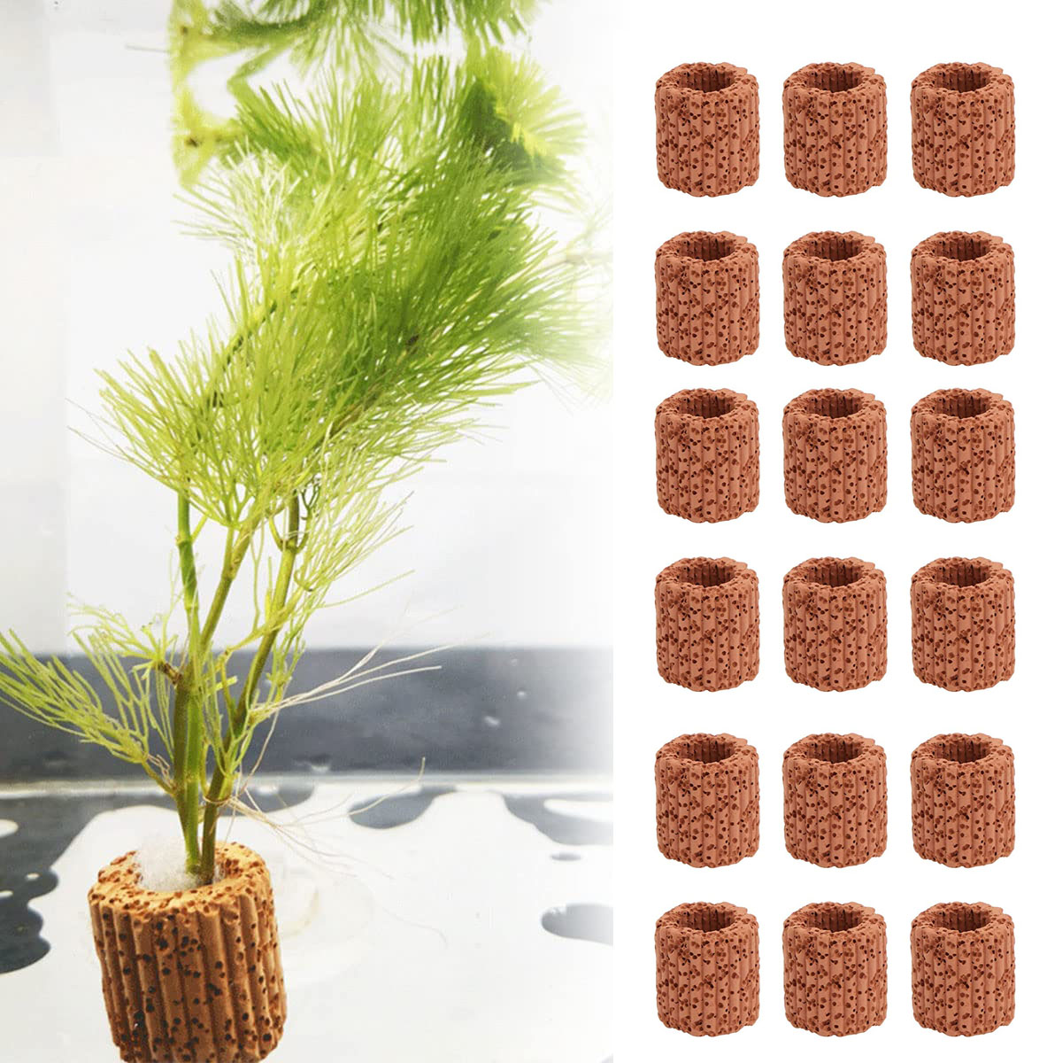 ของตกแต่งตู้ปลาแหวนกระถางต้นไม - Aquarium Plants Live บทวิจารณ์และราคา