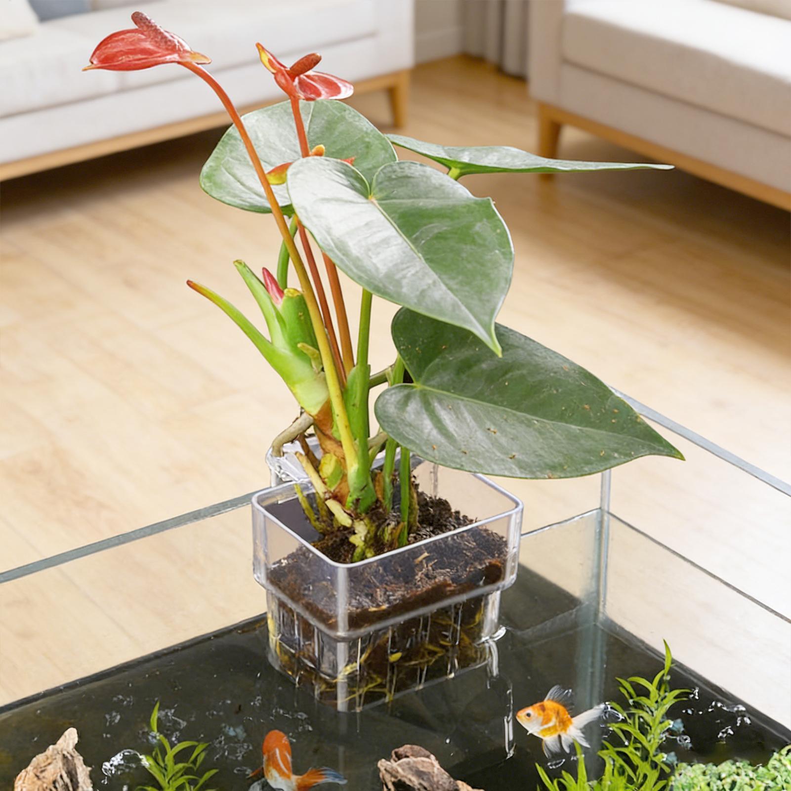 ตะกร้าปลูกต้นไม้ในตู้ปลา กระถา - Aquarium Plants Live บทวิจารณ์และราคา