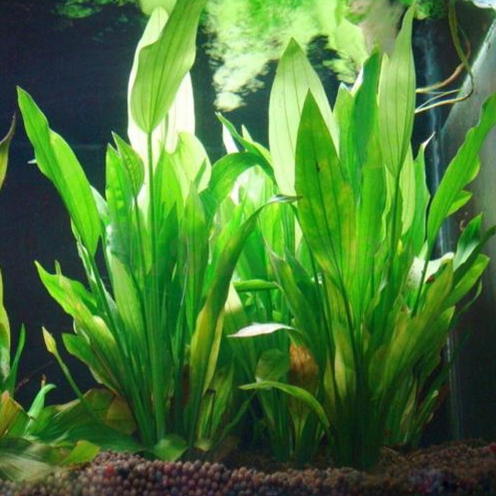 15 ซม.ประดิษฐ์ Aquarium Decor  - Aquarium Plants Live บทวิจารณ์และราคา