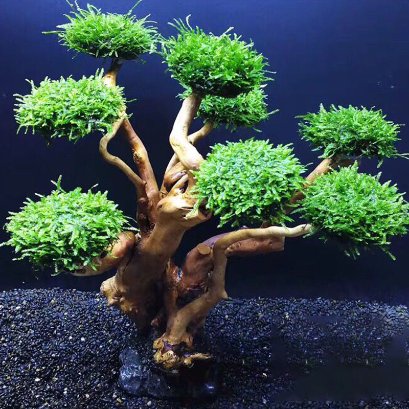 ตู้ปลาเขียวกรอบไม้ปลูกอุปกรณ์ต - Aquarium Driftwood บทวิจารณ์และราคา