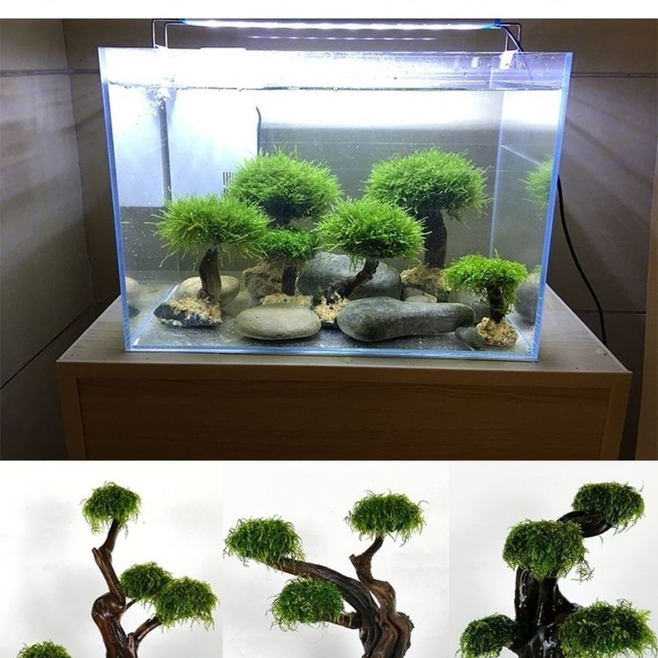 ตู้ปลาเขียวกรอบไม้ปลูกอุปกรณ์ต - Aquarium Driftwood บทวิจารณ์และราคา