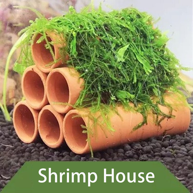 Clay Aquarium ตกแต่งปลากุ้งเล่ - Aquarium Plants Live บทวิจารณ์และราคา
