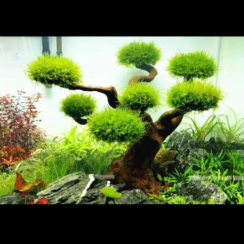 พิพิธภัณฑ์สัตว์น้ํา Driftwood  - Aquarium Driftwood บทวิจารณ์และราคา