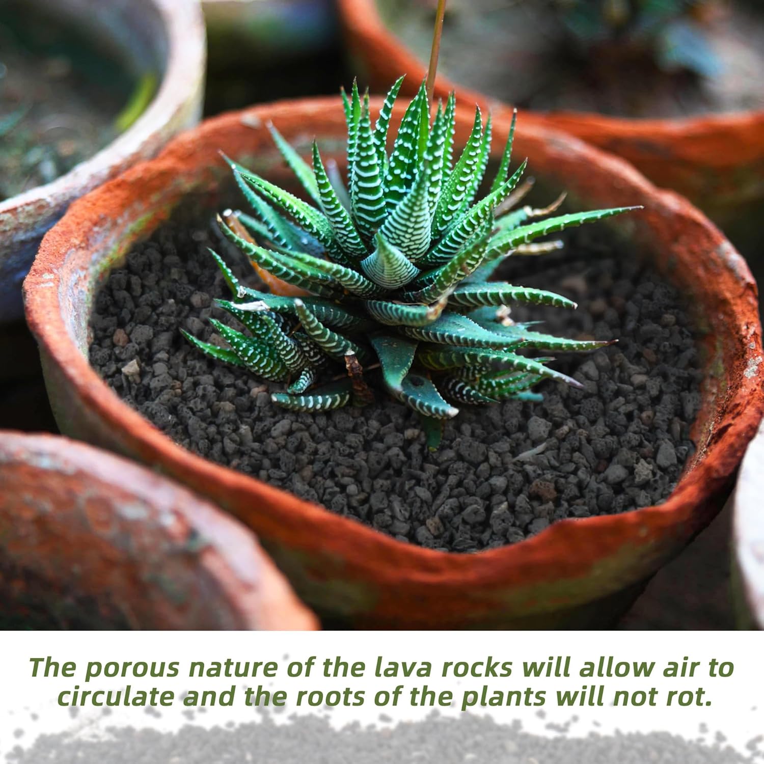 วัสดุกรองสำหรับตู้ปลาสีดำ ขนาด - Plant Aquarium Pot บทวิจารณ์และราคา