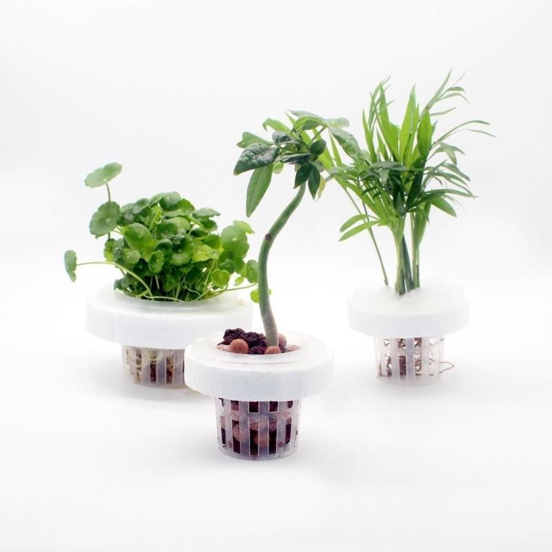 ตะกร้าสำหรับปลูกพืชน้ำแบบลอยตั - Plant Aquarium Pot บทวิจารณ์และราคา