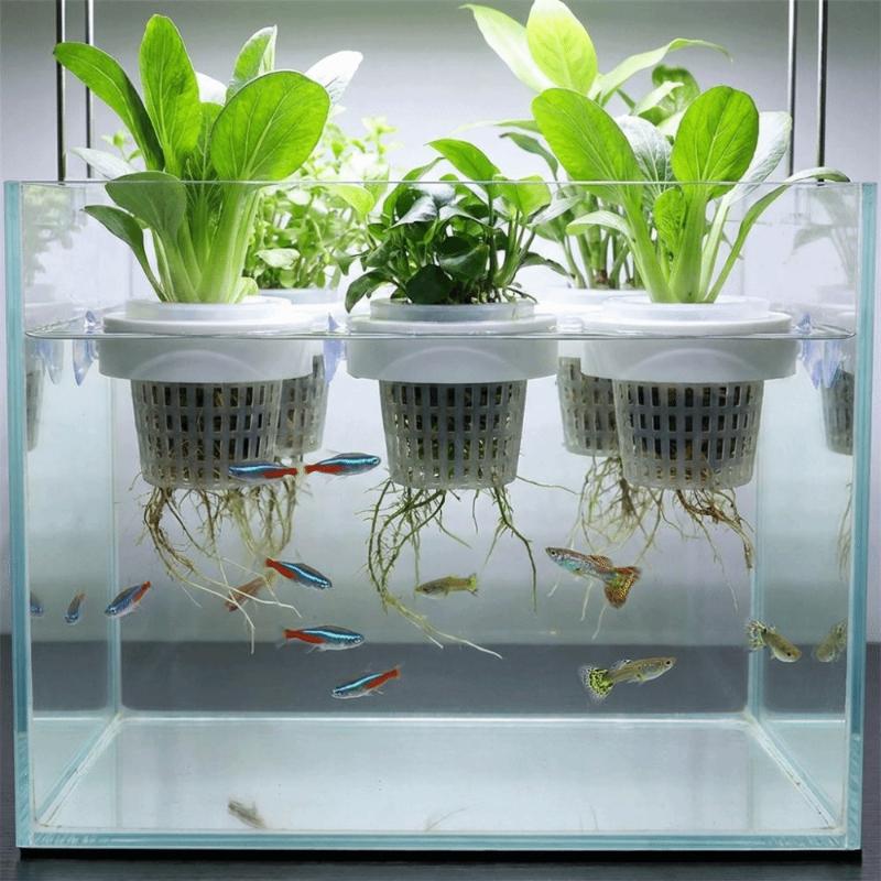 ตะกร้าสำหรับปลูกพืชน้ำแบบลอยตั - Plant Aquarium Pot บทวิจารณ์และราคา
