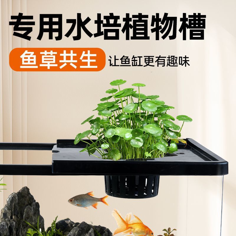 ตู้ปลาสำหรับห้องนั่งเล่น พร้อม - Aquarium Plants Live บทวิจารณ์และราคา
